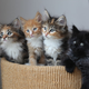 Illustration for article titled Have A Kindle of Kittens, and 10 Other Hilarious Names for Animal Groups